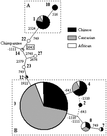 Suggested minimum-mutation network for IL13 haplotypes, based on 11 SNPs and the chimpanzee sequence. Node areas are proportional to haplotype frequency. Each node is shaded to indicate the fraction of time it was found in each population. Mutational differences between haplotypes are indicated on the branches of the network (SNPs and haplotypes are numbered as in table 1 and table 3, respectively; SNPs that result in amino acid substitutions are boxed). The solid branches represent mutation events, and the dashed branches indicate alterative topologies of equal length (may be recurrent mutation or recombination events). Haplotype cluster A and B are shown in the top and bottom dashed boxes, respectively