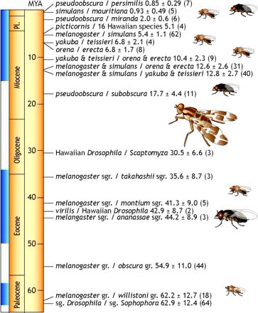 A Drosophila evolutionary time scale based on genomic mutation distances. The number of genes (in parentheses) and standard errors are shown along with representative taxa. Paleoclimatic cooling periods are shown in light blue on the left of the geologic time scale (Kennett 1995; Zachos et al. 2001). sg. subgenus; gr. species group; sgr. species subgroup