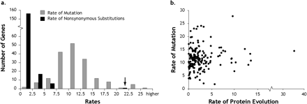 (a) Histograms showing distributions of mutation rates and nonsynonymous substitution rates (nucleotide substitution rate at nondegenerate sites) in 176 genes. The arrow points to the nonsynonymous substitution rate of the Acp26Aa gene, which is higher than the average rate of the mutation distances. See text for details. (b) Relationship between genomic mutation and protein sequence evolution rates based on Poisson corrected distances. All rates are in the units of per site per billion years per lineage