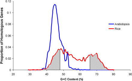 Distribution of G+C contents among rice and Arabidopsis genes. Homologous gene pairs only were used for this analysis. This data set included 8,894 genes—4,447 rice genes and 4,447 homologs from Arabidopsis
