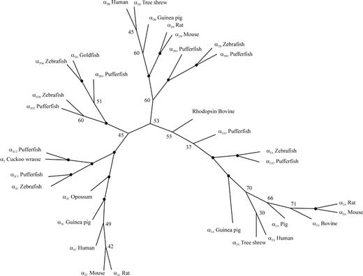 Phylogenetic tree of α2-ARs produced using the maximum-parsimony method (see the Materials and Methods). The zebrafish α2-ARs are named according to the guidelines in http://zfin.org/zf_info/nomen.html, and the naming of the pufferfish α2-ARs is as they appear in the different databases. Replicate trees, 1,000, were used for bootstrap analysis. Bootstrap support: values shown next to nodes when less than 80%; closed circles indicate values greater than 80%. The tree was rooted by using bovine rhodopsin. This tree is not to scale