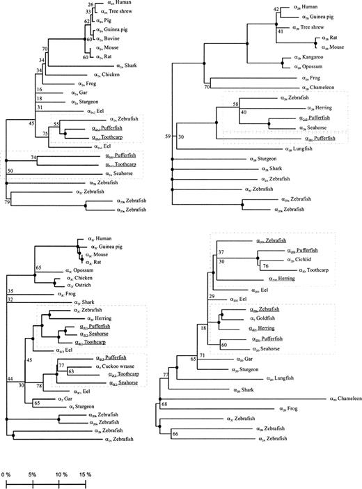 Ortholog-specific phylogenetic trees of the α2-AR subtypes including the nonmammalian fragments retrieved from GenBank (AL606538 to AL606586), produced using the maximum-parsimony method. The nomenclature of these gene fragments is that present in their GenBank entries. The nucleotide sequences were translated into protein sequences and the alignment was constructed as described in Materials and Methods. Replicate trees, 1,000, were used for the bootstrap analysis. Bootstrap support: values shown next to nodes when less than 80%; closed circles indicate values greater than 80%. The trees are rooted with the zebrafish α2-AR paralogs. Lengths of the horizontal branches are proportional to the amino acid sequence differences; the length of the scale bar is equal to a 20% difference. For every branch A, B, C, and D, the duplicates hypothetically common to ancestors of different species of fish are boxed. When two duplicates are present, the receptor and species name are underlined, with the exception of the eel receptor sequences, which show partially different branching pattern and lower bootstrap support compared with the other species with duplicates