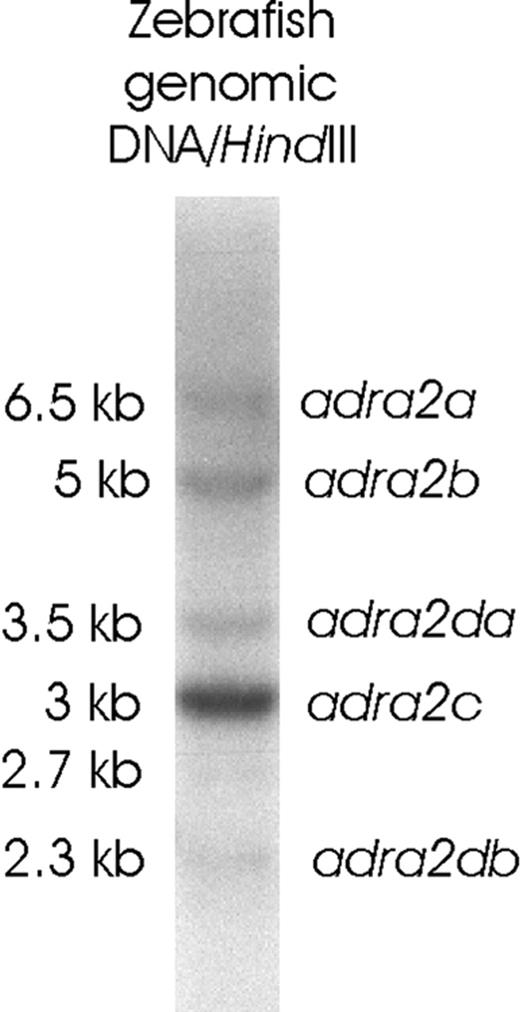 Southern hybridization of HindIII-digested zebrafish genomic DNA hybridized with the adra2c-probe under low stringency conditions. The specific bands corresponding to different adra2 genes are indicated, as well as a barely visible 2.7-kb band of unknown identity