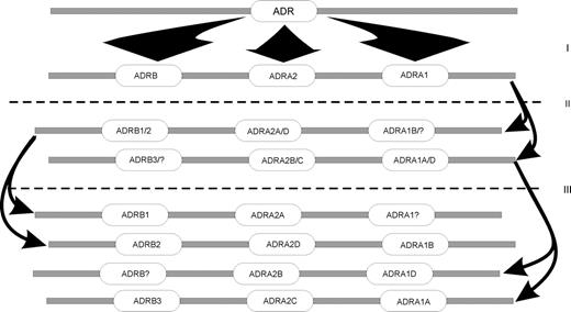 Hypothetical scheme for the duplication of the ancestral AR-gene (ADR) during vertebrate evolution. Local duplications (I) of the ancestral AR-gene resulted in three copies of the original gene, the ancestors of the current main classes of ARs (gene nomenclature as in figure 5). The first round of genome duplication (II) results in two copies of the original chromosome segment. A second genome duplication (III) results in four copies of the original segment. This probably represents the arrangement in a common vertebrate ancestor of the bony fishes and tetrapods. Subsequent chromosomal rearrangements, probable inactivation of the fourth subtypes (marked with a question mark for ADRB and ADRA1), along with speciation and sequence divergence resulted in the current subtypes present in vertebrates. The putative third round of duplication in the fish lineage is not shown. This scheme is in accordance with the phylogeny and current arrangement of the α2-AR subfamily in mammals and zebrafish presented in figures 2, 3, and 5