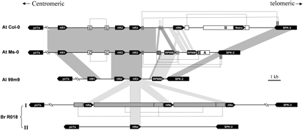 Gene organization of the syntenic RPW8 loci of A. thaliana (At Col-0, AAT20E23; At Ms-0, AF273059), A. lyrata (Al99m9, AY225591), and B. rapa ssp. Oleifera (Br R018, AY225586). Sequences with greater than 90% identity between different genotypes are linked by gray shading and sequences exhibiting 75% to 90% identity are linked by stippled gray. Small stretches of direct duplication (>75% identity) within each cluster are represented by dark gray bars, or by open rectangles if they are repetitive sequences also found in other part of the A. thaliana genome. The duplicated segments are linked by dashed lines. Size differences between duplicated segments are caused by indels. The coding sequences are black rectangles, and the arrows indicate the direction of transcription. SPK-2 is serine-threonine protein kinase 2, identified in A. thaliana (At3g50500). pir7a is a hypothetical gene (At3g50450) that shows homology to rice pir7a. Retro indicates sequence encoding for a pseudoretrotransposon. A indicates an approximately 860-bp repetitive sequence in Ms-0. B indicates a 3,642-bp repetitive sequence in Col-0. C indicates an approximately 266-bp repetitive sequence in Ms-0 and Col-0. The regions beyond “\\” were not sequenced, but the presence of the genes and the physical distance was determined by PCR with specific primers