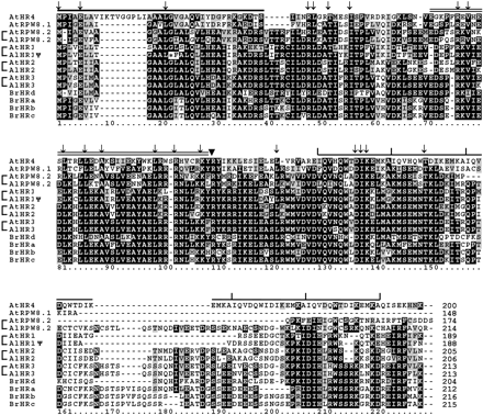 Alignment of predicted amino acid sequences of the RPW8 gene family. Protein sequences of 14 RPW8 family members (three members of B. oleracea were not included, as they are very similar to their orthologs of B. rapa) are aligned with ClustalW and the alignment is shaded by use of the BOXSHADE WWW server (http://www.ch.embnet.org/software/BOX_form.html). White type on a black background indicates a residue that is identical in at least half of the proteins shown, whereas a gray background indicates conservative substitutions as defined by the BOXSHADE 3.21 default parameters. A short dash (-) indicates a gap. Arrowhead indicates the arginine residue coded by the conserved intron split codon (AG¦G) (see text). Single thick line indicates the putative transmembrane domain. Doubled line indicates the putative coiled-coil domain (except for AtRPW8.1 and AtHR4). Arrows indicate residues identical among the 14 members. Divided line indicates five intragenic duplications in AtHR4 only. Ψ indicates that AlHR1 is a pseudogene, which has a stop codon after the 13th amino acid (indicated by *). Orthologs are linked by solid lines