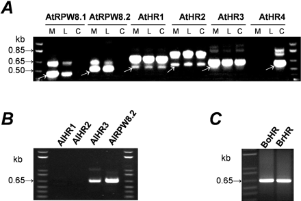 Transcripts analysis of the RPW8 gene family members. RNA was extracted from leaves of plants before and 8 days postinoculation (dpi) of powdery mildews and used for first-strand cDNA synthesis. Ten-fold dilutions of the cDNA were used as template for PCR amplification with gene-specific primers of the indicated RPW8 homologs. Results from pathogen-infected plants were represented. Data for BrHRd was not shown. (A) Transcripts of the A. thaliana family members. Plants were inoculated with E. cichoracearum UCSC1. M indicates Ms-0, L indicates Ler, and C indicates Col-0. White arrows indicate cDNA products. (B) Transcripts of the A. lyrata family members. Plants were inoculated with E. cichoracearum UCSC1. (C) Transcripts of the Brassica family members. Plants were inoculated with E. cruciferarum UEA1