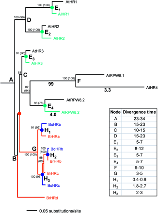 Phylogenetic analysis of RPW8 gene family. A maximum-likelihood tree constructed from 369 alignable coding nucleotides of the RPW8 gene family, with bootstrap support values (100 replicates). Maximum-parsimony analysis arrived at exactly the same topology and comparable branch lengths (bootstrap values shown in brackets). In the absence of an outgroup sequence, the root position of the tree was defined from the mid-point root of a neighbor-joining analysis of synonymous distances. This method removes the problem of substitution rate differences among branches caused by differing selective pressures for amino acid change that could lead to incorrect rooting. Branches and nodes are color-coded to represent genetic divergences arising from speciation events. Red lines and red node denote the divergence between Brassica and Arabidopsis, blue lines and nodes denote speciation between B. rapa and B. oleracea, and green lines and nodes denote speciation between A. thaliana and A. lyrata. Letters at nodes correspond to the divergence time estimates (see Materials and Methods) in the table beside the tree. Numbers under branches are Ka/Ks ratios found to be significantly above 1