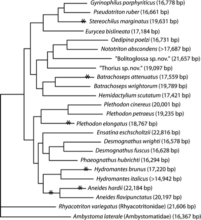 Phylogenetic relationships among plethodontid salamanders and two out-groups from other families as indicated (from Mueller et al. 2004). Asterisks indicate lineages that have experienced a duplication-mediated rearrangement. Aneides hardii and Aneides flavipunctatus may share one synapomorphic rearrangement; however, A. hardii underwent a second duplication-mediated rearrangement, not present in A. flavipunctatus. Numbers to the right of species names are mitochondrial genome sizes. The sequences of two species' genomes, Nototriton abscondens and Hydromantes italicus, are incomplete.