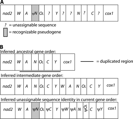 Mitochondrial gene rearrangements in Batrachoseps attenuatus. OL = origin of light-strand replication. Single letters refer to tRNA genes for the corresponding amino acid. Shaded boxes represent recognizable pseudogenes and question marks indicate stretches of sequence that cannot be assigned based on sequence similarity. Lengths of genes and pseudogenes are not to scale. (A) Current gene order. (B) Hypothesized duplication-random loss model for deriving this gene order. ψtrnN retains 60% identity to the functional copy overall, not including two deletions (1 and 3 bp) in the pseudogene; the last 39 bp retain 74% to the functional copy. The remaining pseudogenes have decayed beyond recognition.