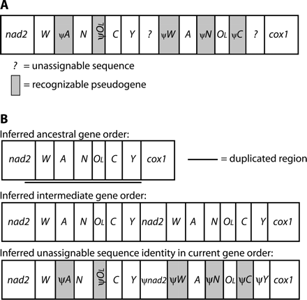 Mitochondrial gene rearrangements in Hydromantes brunus. Designations are as in figure 2. (A) Current gene order. (B) Hypothesized duplication-random loss model for deriving this gene order. ψtrnW retains 69% identity to the functional copy, not including two deletions (3 and 5 bp) in the pseudogene. ψtrnA retains 56% identity to the functional copy overall, not including two deletions (3 and 5 bp) in the pseudogene; the last 44 bp retain 66% identity. ψtrnN retains 82% identity to the functional copy, not including one 5-bp deletion in the pseudogene. ψOL retains 70% identity to the functional copy overall, not including 10 bp missing from its end; the first 18 bp retain 94% identity. ψtrnC retains 87% identity to the functional copy, not including three deletions (2, 1, and 2 bp) in the pseudogene. ψtrnY and ψnad2 have decayed beyond recognition.