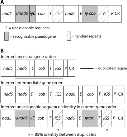 Mitochondrial gene rearrangements in Stereochilus marginatus. Designations are as in figure 2 except that IGS = intergenic spacer between trnT and trnP and CR = control region. (A) Current gene order. (B) Hypothesized duplication-random loss model for deriving this gene order. ψnad6 retains 52% identity to the inferred corresponding 186-bp portion of the functional copy, not including two insertions (2 and 1 bp) in the pseudogene; base pairs 55–132 retain 74% identity. ψtrnE retains 85% identity to the functional copy, not including one 1-bp deletion in the pseudogene. The 42-bp ψcob retains 79% identity to the first 44 bp of the functional copy, not including one 2-bp deletion in the pseudogene. The first putative copy of the IGS, between trnT and nad6, is 1,982 bp in length and contains three complete, and one partial, >95% identical tandem repeats of 437 bp each. The sequence between ψcob and trnP contains five >99% identical copies of a different 110-bp tandem repeat sequence and a sixth 87% identical copy. Notably, following an intervening 102-bp stretch of nonrepetitive sequence, there is a complete copy of the 437-bp repeat unit found in the putative IGS between trnT and nad6. This repeat unit is ∼85% identical to copies in the other putative IGS, despite being separated from them by 1,630 bp. No recognizable ψtrnT remains.