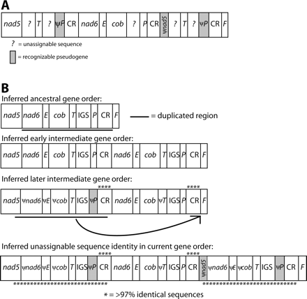 Mitochondrial gene rearrangements in Plethodon elongatus. Designations are as in figure 4. (A) Current gene order. (B) Two hypothesized duplication events mediating rearrangement in the P. elongatus mitochondrial genome. The first duplication resulted in tandem repeats of the region spanning from nad6 to the CR. ψtrnP retains 61% identity to the functional copy overall, not including two insertions (3 bp each) in the pseudogene; the last 44 bp retain 70% identity. ψnad6, ψtrnE, ψcob, and ψtrnT have all decayed beyond recognition. In contrast, the two copies of the CR are 97% identical. Later, a duplicate copy of the fragment comprising the end of nad5, ψnad6, ψtrnE, ψcob, trnT, the IGS, ψtrnP, and a portion of the CR was inserted between the second CR and trnF, likely by intramolecular recombination. The two copies of this fragment are 99% identical.