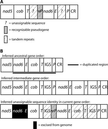 Mitochondrial gene rearrangements in Aneides flavipunctatus. Designations are as in figure 4. (A) Current gene order. (B) Hypothesized duplication-random loss model for deriving this gene order. ψnad6 and ψtrnE have been excised from the genome. The region between trnT and nad6, which comprises a putative IGS and ψtrnP, is 3,050 bp in length and contains seven complete, and one partial, >96% identical 388-bp tandem repeats. Each tandem repeat contains a 72-bp ψtrnP with 54% overall sequence identity to trnP, not including two insertions in the pseudogene (2 and 1 bp); the last 51 bp are 63% identical to the functional trnP. The region between trnE and trnP contains ten >92% identical copies of a 66-bp tandem repeat, a 357-bp stretch of variable numbers of short repeats (5–10 bp), and 71 bp of nonrepetitive sequence. No recognizable ψcob or ψtrnT exists. The two repetitive regions of the genome resemble neither one another nor the CR.