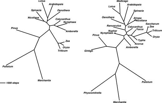 Comparison of unrooted MP phylogenies estimated from amino acid alignments with the taxon set analyzed by Goremykin et al. (2004, A) and in this study (B) reveals the long branch leading to grasses.
