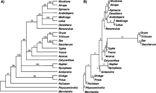Parsimony analysis of microstructural mutations in 61 coding regions supports Amborella and water lilies as the most basal lineages of angiosperms: (A) bootstrap consensus of 116 parsimony-informative insertion and deletion characters, (B) phylogram of 1 of the 12 most parsimonious trees (141 steps) with branch lengths drawn proportional to the number of inferred insertion and deletion mutations on each branch.