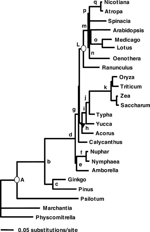 The ML phylogeny inferred from the nucleotide analysis with labeled nodes corresponding to the minimum divergence time estimates shown in table 4.