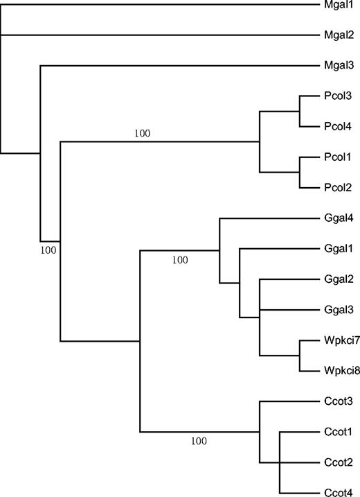 Maximum likelihood tree showing the phylogeny of different copies of HINTW from chicken (Ggal), quail (Ccot), turkey (Mgal), and pheasant (Pcol). Numbers on species branches indicate posterior probability values (%). Wpkci7 and Wpkci8 are from Hori et al. (2000) and ASW from O'Neill et al. (2000), all other sequences are from this study.