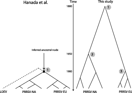 Schematic phylogeny of the North American (NA) and European (EU) subtypes of PRRSV. A time line is shown in the middle of the figure. The left side of the figure shows the subtype divergence time (global MRCA) (1) estimated by Hanada et al. (2005) by using the closest relative, the LDEV, to infer the nucleotide sequence of the subtype ancestor. On the right-hand side are shown estimates of the divergence time of subtypes (global MRCA) (1) and of lineages within subtypes (local MRCAs) (2 and 3), as estimated in this study and in Forsberg et al. (2001). See text for CIs on estimates.