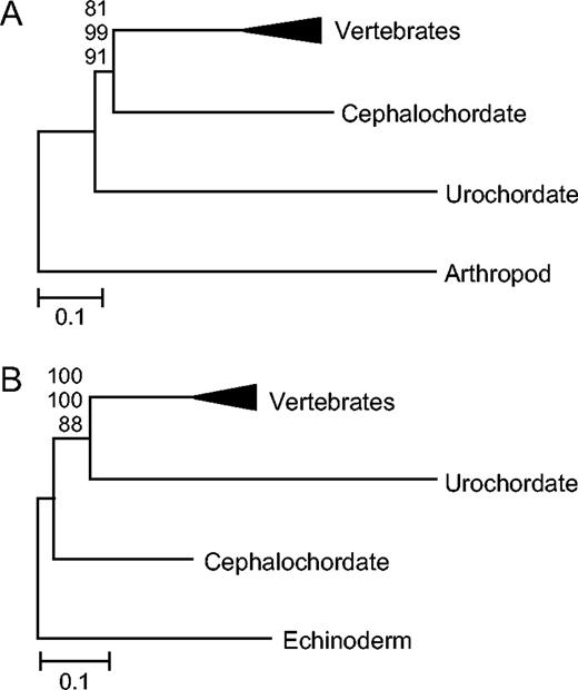 Phylogenetic relationships among chordate phyla. (A) The traditional relationship among chordates showing the long branch of urochordates (59 proteins, α = 0.58). (B) The influence of using echinoderms as the out-group (19 proteins, α = 0.56). NJ topologies using a JTT + gamma model are shown. Bootstrap values for NJ (top), ML (middle), and MP (bottom) are shown above each node.