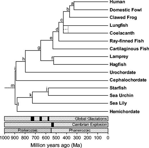A Bayesian timescale for deuterostome evolution. Divergence times for each node are presented in table 1. Global glaciations are hypothesized to have occurred approximately 750–700 MYA (Sturtian), 665–635 MYA (Marinoan), and 580 MYA (Varanger/Gaskiers) (Hoffmann et al. 2004). The Cambrian Explosion of fossils occurred approximately 543–520 MYA.