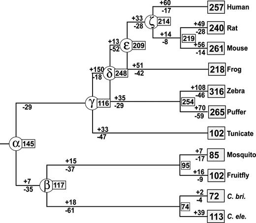 Estimated numbers of ancestral, gained, and lost genes during the evolution of bilateral animals when the Ecdysozoa tree is used. The notations used are the same as those in figure 3.