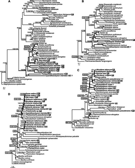ML trees based on amino acid sequences of enzymes from Steps 7–9. (A) Uroporphyrinogen decarboxylase (loglk = −18,487.67565; gamma shape = 1.453; Pinv = 0.040). AsaturA cutoff = 559. Tree rooted using Staphylococcus epidermidis as out-group. (B) Oxygen-independent coproporphyrinogen oxidase (loglk = −17,056.01128; gamma shape = 1.661; Pinv = 0.106). AsaturA cutoff = 446. Tree rooted using Thermoanaerobacter tengcongens sequence as out-group. (C) Oxygen-dependent coproporphyrinogen oxidase (loglk = −8305.35663; gamma shape = 1.369; Pinv = 0.100). AsaturA cutoff = 578. Tree rooted using Caulobacter crescentus (Proteobacteria) sequence as an out-group. (D) Protoporphyrinogen oxidase (loglk = −20,058.38689; gamma shape = 2.530; Pinv = 0.005). AsaturA cutoff = 343. Tree rooted using Listeria innocua sequence as out-group. Numbers above branches indicate ML bootstrap support (JTT, one category of sites, 300 replicates)/NJ bootstrap support (JTT, AsaturA cutoff value as specified, 1,000 replicates). Sequences putatively targeted to plastid are marked by PT (black box); sequences possessing putative mitochondrial leaders are indicated by MT (white box).