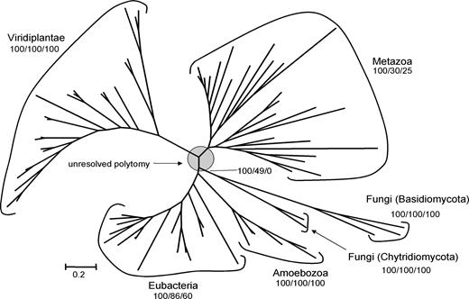 The diversity of GHF9 cellulases. This unrooted phylogram shows the topology supported by Bayesian analysis with a gamma correction. Metazoa, Viridiplantae, Fungi, Amoebozoa, and Eubacteria are all monophyletic, with 100% support. Maximum likelihood and neighbor-joining analyses concur with this, albeit with lower bootstrap support, except that the maximum likelihood does not support a monophyletic fungal group. The base of the tree (shaded) is unresolved. Support using Bayesian–neighbor-joining–maximum likelihood methods is shown.