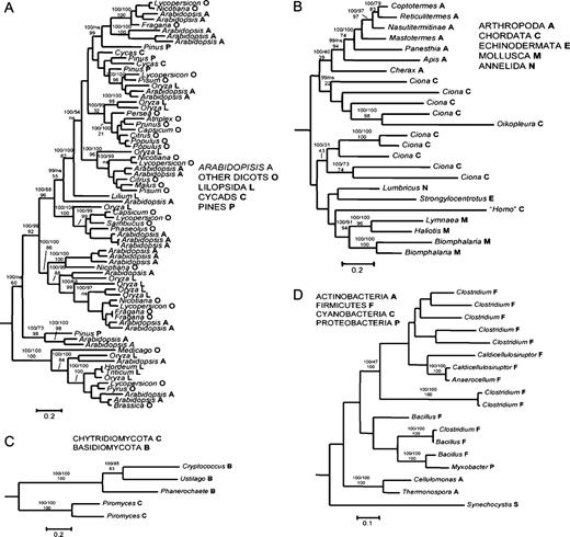 Kingdom-level analyses of GHF9 phylogeny. These rooted subtrees show in detail the within-kingdom relationships of GHF9 genes from (A) Viridiplantae, (B) Metazoa, (C) Fungi, and (D) Eubacteria using MrBayes with a gamma correction. The same general pattern was recovered using both neighbor-joining and maximum likelihood methods. In the plants (A), primitive members tend to arise basally to angiosperm representatives. In animals (B), GHF9 genes that were isolated from the same phylum tend to group together. In the bacteria (D), some sequences from distantly related bacteria tend to fall together. Branches with 99% or more support in the Bayesian tree are shown, followed by the support using neighbor-joining–maximum likelihood methods (ns = not supported).