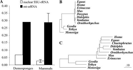 Nucleic acid sequence divergence of poriferan and mammalian SSU-RNA genes. (A) Comparison of genetic distances between two species of demosponges and between two groups of mammals. For mammals, the average genetic distance calculated from 15 possible pairs of placental + marsupial-monotreme mammals is presented, with error bars indicating the range of observed values. (B) and (C) Neighbor-Joining trees based on nuclear (B) and mitochondrial (C) SSU-RNA distances using Monosiga brevicollis as an out-group. The branch lengths are adjusted to the same scale. The following species of mammals were used for the analysis: mouse (Mus musculus), human (Homo sapiens), domestic horse (Equus caballus), hairy (mt SSU-rRNA) or nine-banded (nuclear SSU-rRNA) armadillo (Chaetophractus villosus or Dasypus novemcinctus), hedgehog (Erinaceus europeus), Virginian opossum (Didelphis virginiana), common wombat (Vombatus ursinus), and duckbill platypus (Ornithorhynchus anatinus). Nuclear SSU-rRNA sequences and poriferan mitochondrial rns sequences were aligned manually, following both primary sequence and secondary structure conservation. Alignments of mammalian mt SSU-rRNA genes were downloaded from the Ribosomal Database Project (RDP-II) site (Cole et al. 2003).