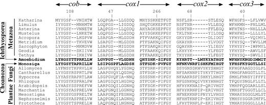 Conserved indel events shared among multicellular animals. The four best-conserved genes (cob, cox1–cox3) were analyzed. The protein sequences for Cantharellus cibarius, Hypocrea jecorina, and Rhizopus oryzae were downloaded from http://megasun.bch.umontreal.ca/People/lang/FMGP/proteins.html. Other protein sequences were inferred from GenBank files: Katharina tunicataU09810, Limulus polyphemusAF216203, Asterina pectiniferaD16387, Mustelus manazoAF347015, Acropora tenuisAF338425, Metridium senileAF000023, Sarcophyton glaucumAF064823, AF063191, Amoebidium parasiticumAF538042–AF538052, Monosiga brevicollisAF538053, Allomyces macrogynusU41288, Allomyces macrogynusU41288, Arabidopsis thalianaNC_001284, Marchantia polymorphaNC_001660, Mesostigma virideAF353999AF323369, Nephroselmis olivaceaAF110138, and Prototheca wickerhamiiNC_001613.