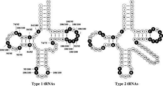 Consensus secondary structures for type 1 (with short variable arm) and type 2 (with long variable arm) poriferan mt-tRNAs. Numbering of nucleotides is based on the convention used for yeast tRNA phenylalanine (Robertus et al. 1974). Open circles with numbers, nucleotides are present in all tRNAs group; open circles with letters, nucleotide combinations present in all tRNAs; filled black circle, nucleotides or nucleotide combinations that are described as invariant or semi-invariant in prokaryotic and eukaryotic nuclear-encoded tRNAs with frequencies (percentages) for poriferan type1 mt-tRNAs shown by accompanying numbers (all these nucleotides are 100% conserved in type 2 tRNAs); filled gray circles, nucleotides present in some but not all tRNAs.