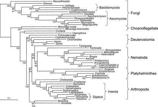 Tree based on 146 genes (35,371 amino acid positions). Trees were inferred with an ML method. The same topology (except for a few not supported nodes) was obtained using either a separate WAG + F + Γ model or a concatenated JTT + F + Γ model. The values indicated correspond to bootstrap support values of the separate (upper) or concatenated (lower, in italic) models. When both are equal to 100%, only the first one is indicated, and when at least one is below 75%, the node is indicated by a hyphen.