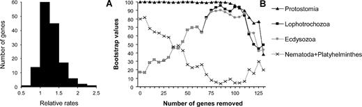 Evolutionary rates, gene removal, and the new animal phylogeny. For each of the 146 genes, the ratio of the mean evolutionary rate in nematodes and platyhelminths to the mean evolutionary rate in annelids, molluscs, and deuterostomes is displayed (A). A ratio higher than one indicates that nematodes and platyhelminths evolve faster than annelids, molluscs, and deuterostomes. Only 14 genes have a ratio below one. Genes with the highest ratio are removed five at a time, and the evolution of BVs for the four nodes of interest is monitored (B). The monophyly of Protostomia is used to indicate when gene removal leads to a significant decrease in the phylogenetic signal.