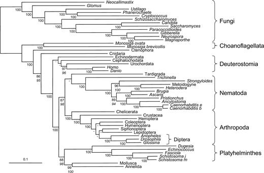 ML tree inferred from the separate analysis of 71 genes that evolve slowly in nematodes and platyhelminths (20,705 amino acid positions). For phylogenetic methods, see legend of figure 2. It should be noted that the use of slowly evolving genes alone is not sufficient to overcome the LBA artifact. If the same taxon sampling as in figure 1A and B was used, nematodes and platyhelminths still artifactually emerged at the base of the Bilateria (fig. S6, Supplementary Material online). The monophyly of Ecdysozoa was only recovered when the cnidarian sequence was used as an out-group, however, with a weak support (fig. S6C, Supplementary Material online). A reduced support, when only a few species were used (51% instead of 87% here), demonstrates the important effect of a large species sampling. The support for grouping nematodes and tardigrades to the exclusion of arthropods decreased from 76% to 65% when the fast-evolving nematode genes were removed. This suggests that this weakly supported grouping (instead of the expected sister-group relationship of arthropods and tardigrades) is rather the result of an LBA artifact, in agreement with the very long branches of these two groups. In fact, the monophyly of Ecdysozoa could be the result of an LBA artifact because arthropods, nematodes, and tardigrades were all fast evolving. To test this hypothesis, only the slowest evolving arthropod (chelicerate) was retained. Even in this case, the fast-evolving nematodes still clustered with arthropods (fig. S7, Supplementary Material online) with high support. Therefore, the monophyly of Ecdysozoa is most likely correct, albeit LBA could potentially increase its support (Siddall 1998).