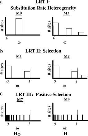 PAML calculates a maximum likelihood value (ℓ) for each model (for each gene). Nested models are compared using a LRT (LRT = 2Δℓ). The significance of the LRT is determined using a χ2 distribution, where the degrees of freedom are equal to 4, 2, and 2, respectively, for each test (see below). (a) The comparison of M0 (one rate) and M3 (discrete) was used to test for rate heterogeneity among amino acid sites. (b) The comparison of M1 (neutral) and M2 (selection) was used to test for positive selection. (c) The comparison of M7 (beta) and M8 (beta&ω) was used to test for positive selection.