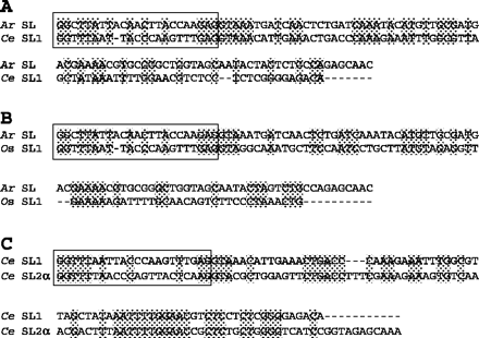 Comparison of bdelloid rotifer and nematode SL RNAs. ClustalW alignment of Adineta ricciae clone A2 SL RNA (as DNA sequence; abbreviated Ar SL) with (A) Caenorhabditis elegans (abbreviated Ce) SL1 and (B) Oscheius sp. CEW1 (abbreviated Os) SL1 RNAs. (C) Alignment of C. elegans SL1 and SL2 RNAs. Matching residues are shaded gray; the SL exon is boxed.