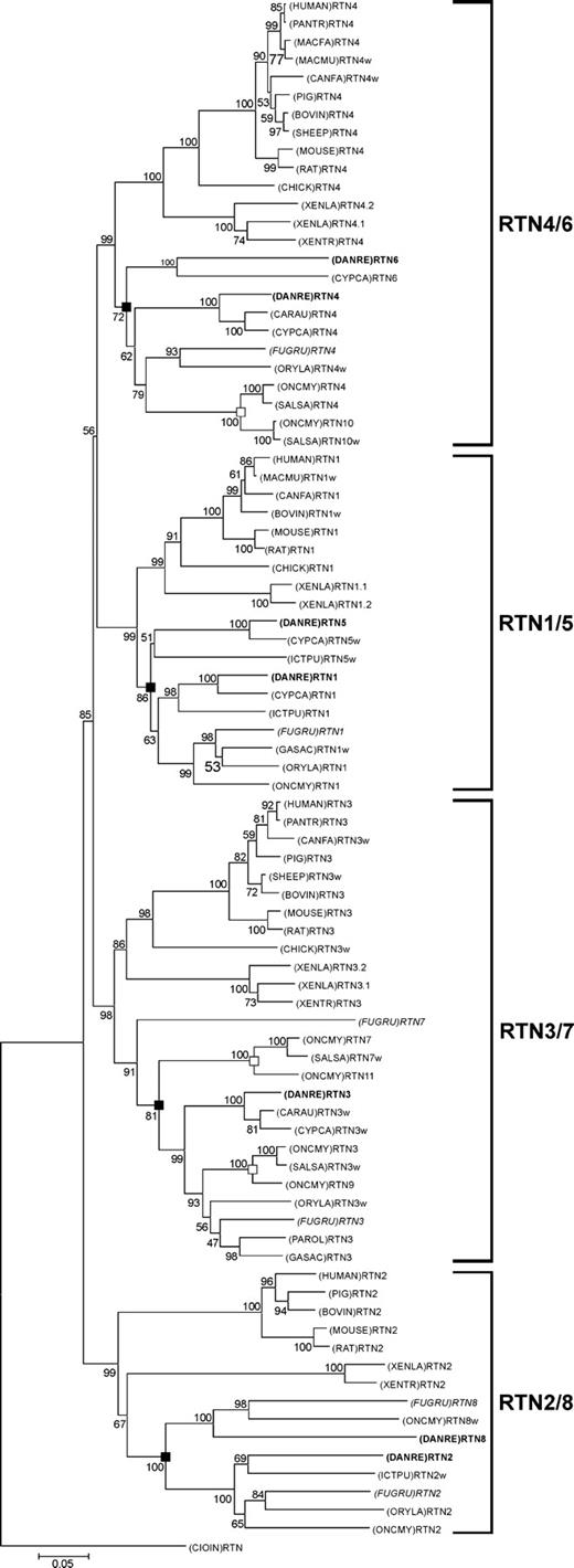Evolutionary relationships among vertebrate RTN genes. Phylogenetic relationships of vertebrate RTN sequences as determined by NJ method with 1,000 bootstrap reiterations based on a 642-bp-long alignment of the RHDs (ALIGN_000759). Ciona intestinalis was used as an out-group. Nodes that reflect genome duplication early during fish evolution and nodes that reflect the salmonid genome duplication are highlighted with filled and open boxes, respectively. Zebrafish and fugu sequences are written in bold and italics, respectively. Sequences that did not comprise the full RHD received the suffix “w.” The scale represents 5% nucleotide sequence divergence. Abbreviations: BOVIN, Bos taurus; CANFA, Canis familiaris; CARAU, Carassius auratus; CHICK, Gallus gallus; CIOIN, Ciona intestinalis; CYPCA, Cyprinus carpio; DANRE, Danio rerio; FUGRU, Takifugu rubripres; GASAC, Gasterosteus aculeatus; ICTPU, Ictalurus punctatus; HUMAN, Homo sapiens; MACMU, Macaca mulatta; MACFA, Macaca fascicularis; MOUSE, Mus musculus; ONCMY, Oncorhynchus mykiss; ORYLA, Oryzias latipes; PANTR, Pan troglodytes; PAROL, Paralichthys olivaceus; PIG, Sus scrofa; RAT, Rattus norvegicus; SHEEP, Ovis aries; SALSA, Salmo salar; XENLA, Xenopus laevis; XENTR, Silurana tropicalis.