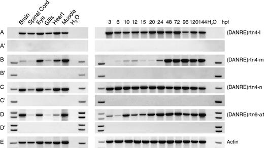 RT-PCR analyses of zebrafish rtn mRNA expression. Expression of zebrafish rtn mRNAs was examined by RT-PCR (A–L). A reverse transcriptase–negative control (without Superscript II enzyme) was performed with each primer pair (A′–L′). RT-PCR with actin-specific primers (Actin) served as a positive control and to ensure that equal amounts of cDNA template were put into each reaction (M). During development (3–144 hpf, right panel), rtn1-a1, rtn5-b, rtn5-c, rtn3-a1, rtn4-l, and rtn4-n are ubiquitously expressed (A, I, J, D, E, and G, respectively). Rtn5-a1, rtn2-c, rtn4-m, and rtn6-a1 show less expression at early developmental stages (H, C, F, and K, respectively). Rtn1-c expression is quite dynamic with repeatedly low mRNA levels at 3 and 15 hpf (B). The level of rtn8 mRNA is significantly decreased between 6 and 20 hpf (L). Note that the rtn8 RT-PCR detects the RHD and is not specific for a single isoform, but only rtn8-c is known so far. In the adult tissues analyzed (left panel), rtn1-a1, rtn5-b, rtn5-c, rtn3-a1, rtn4-l, rtn4-n, and rtn6-a1 are omnipresent, but some show varying expression levels (A, I, J, D, E, G, and K, respectively). Rtn1-c, rtn5-a1, rtn2-c, rtn8, rtn3-a2, and rtn4-m are rather tissue-specifically expressed (B, H, C, L, D, and F, respectively). Note that rtn5 RT-PCRs with a sense primer located either in exon II or at the 3′ end of exon III (fig. 1A) give totally different patterns (H, I). We therefore propose the existence of a third alternative promoter giving rise to a transcript that we call rtn5-b (fig. 1A). Abbreviations: hpf, hours postfertilization; H2O, no template control.