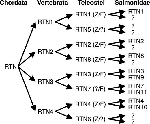 Schematic overview of duplicated fish rtn genes. A single rtn gene is present in the urochordate Ciona intestinalis. The divergence of the rtn family in fish was produced by separate duplication events in the ancestors of vertebrates and early in actinopterygian evolution, leading to rtn1 to rtn8 in teleostei. For Salmonidae, an additional genome duplication has to be postulated. Abbreviations: Z, the respective rtn gene has been identified in zebrafish; F, the respective rtn gene has been identified in fugu; ?, the respective rtn gene has yet to be identified or has specifically been lost.