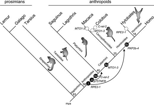 Summarized mapping of the key events in the evolution of the present four loci studied and the previously characterized locus p75TNFR (Singer et al. 2004). Integration events of all five Alu elements and their affiliations with subclasses are indicated as black circles with white lettering in the lineage leading to humans. The arrows point to the projected times of exonization that took place millions of years after integration. Probable reversals of exonization in Cercopithecoidea and Hylobates are marked with open circles (ages and topology from Goodman et al. [1998] and Schmitz, Roos, and Zischler [2005]).