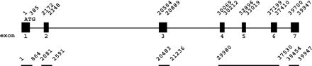 Gene structure of AIM1. Shaded boxes represent the seven exons. Nucleotide positions start with the adenine of the first ATG. The analyzed regions are underlined.