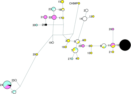 Median-joining networks for predicted AIM1 haplotypes, based on 23 SNPs and the chimpanzee sequence. The haplotype numbers are the same as in tables 3 and 4. The size of each node is proportional to the haplotype frequency in the pooled sample. Each node is colored to indicate the number of times it was found in each population. Blue, pink, black, yellow, and white circles represent Chinese, Sinhalese, Europeans, Xhosans, and Ghanaians, respectively.