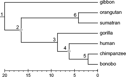Phylogenetic tree for seven ape species used to explain priors for divergence times in the Bayesian methods. This tree is also used to analyze the mitochondrial data set of Cao et al. (1998), with nodes 2 and 4 used as fossil calibrations. The branches are drawn to show posterior means of divergence times estimated in the Bayesian analysis (table 3, “All, HKY + G”). Estimated times are in millions of years before present. The HKY + G model was assumed to analyze the three codon positions simultaneously, accounting for their differences.