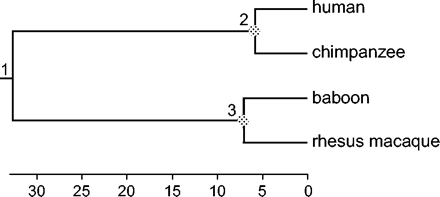 The four-species tree for the data of Steiper, Young, and Sukarna (2004), with branches drawn in proportion to the posterior means of divergence times estimated from the data (table 2, “All combined”). Fossil calibrations at nodes 2 and 3 are available. See text for details.
