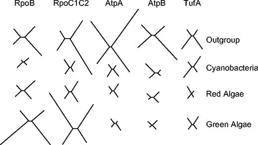 Optimal four-taxon trees reconstructed using ProML and PAML for each of the evolutionary lineages: outgroups, cyanobacteria, red algae, and green algae. Relative branch lengths in trees reconstructed for the different genes and taxa sets are indicated.