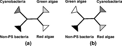 Alternative unweighted tree reconstructions favored by different methods: (a) green algae and red algae are adjacent and (b) green algae and outgroups are adjacent.