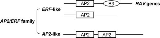 Structure of AP2/ERF genes. ERF-like genes contain one AP2 domain and AP2-like genes contain two AP2 domains. Because RAV genes contain another DNA-binding domain, B3, RAV genes are sometimes treated as a third group in the AP2/ERF family (Kagaya, Ohmiya, and Hattori 1999).
