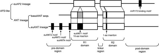 Detailed structure of AP2-like genes. Open boxes indicate AP2 domains, and black boxes indicate lineage-specific motifs or insertions. Hatched region indicates that portion of the euANT1 motif that is not conserved in the basalANT sequences.