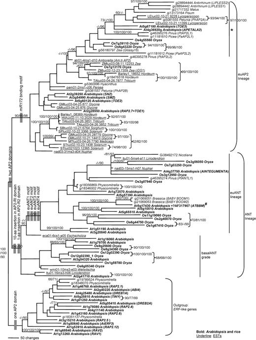 Strict consensus of 39 maximum parsimony trees using aa sequences, shown as a phylogram. Structural characters that support major lineages are indicated at the nodes. Numbers above the branches are bootstrap values from the aa analysis, bootstrap values from the DNA analysis, and the posterior probabilities from the Bayesian analysis (100×). Only values over 50% in the bootstrap analyses and over 90% in the Bayesian analysis are indicated. Asterisk indicates the genes having conserved regions (B and C) recognized by Vahala, Oxelman, and von Arnold (2001) (see Discussion). “#” indicates that only 4 aa changes and a 3-aa insertion out of 529 aligned aa were different between At5g17430 from the Arabidopsis genome database and published AtBBM (Boutilier et al. 2002). These may be alleles of the same gene or sequence errors in a single allele.